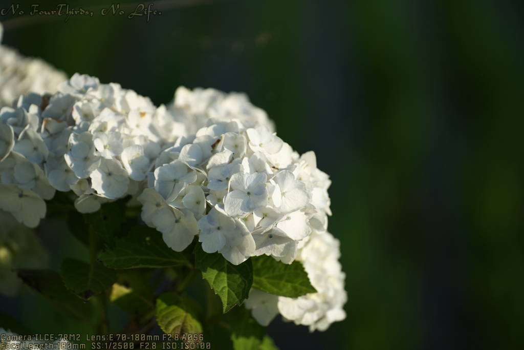 Hydrangea