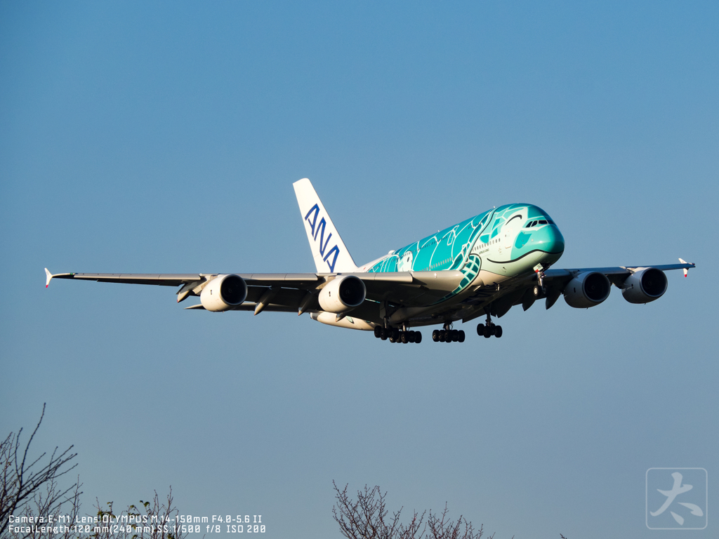 今話題のANA FLYING HONU(フライングホヌ)