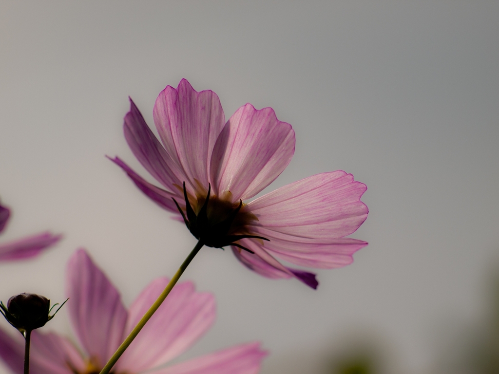 秋桜