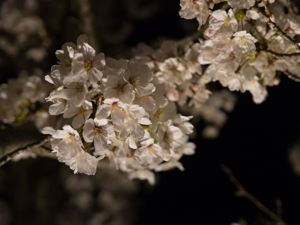 水戸の桜まつり 千波湖畔の桜ライトアップ