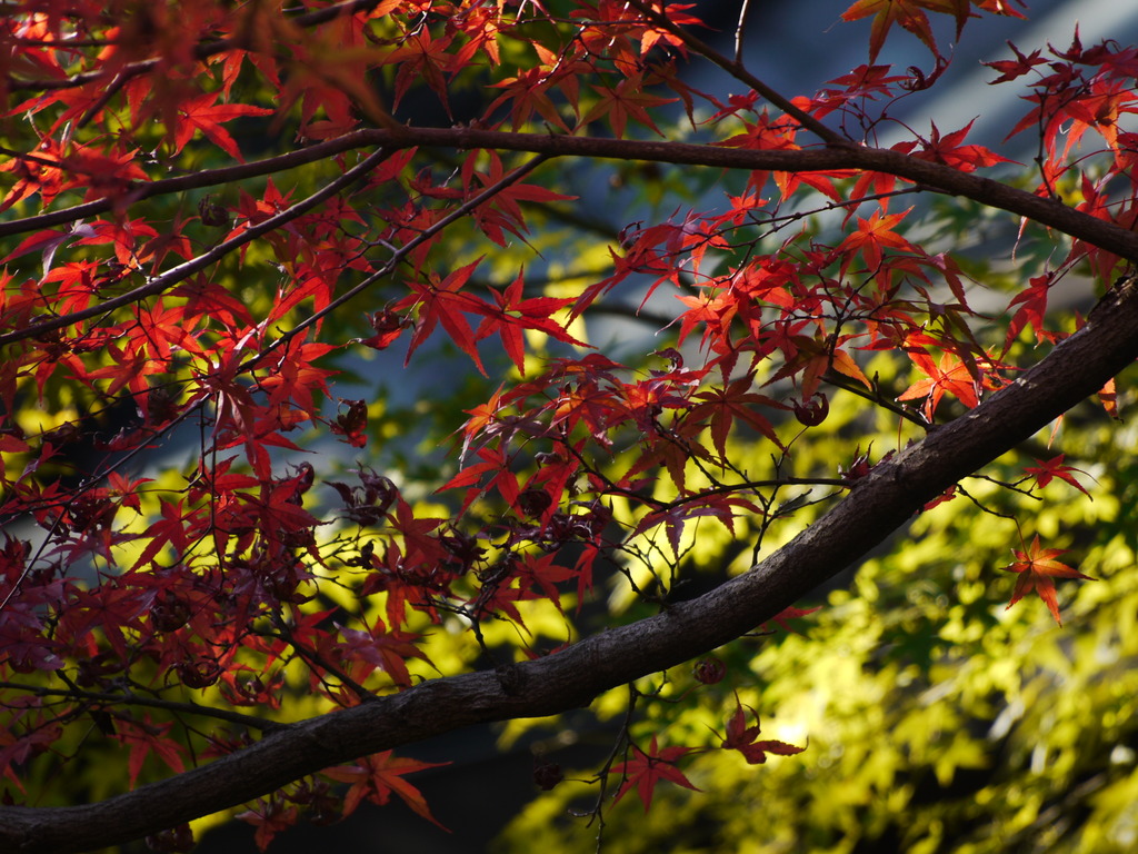 本土寺