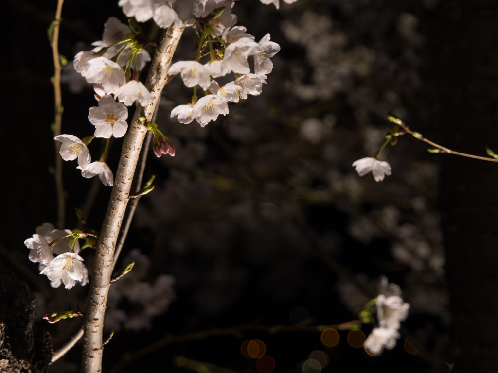 水戸の桜まつり 千波湖畔の桜ライトアップ