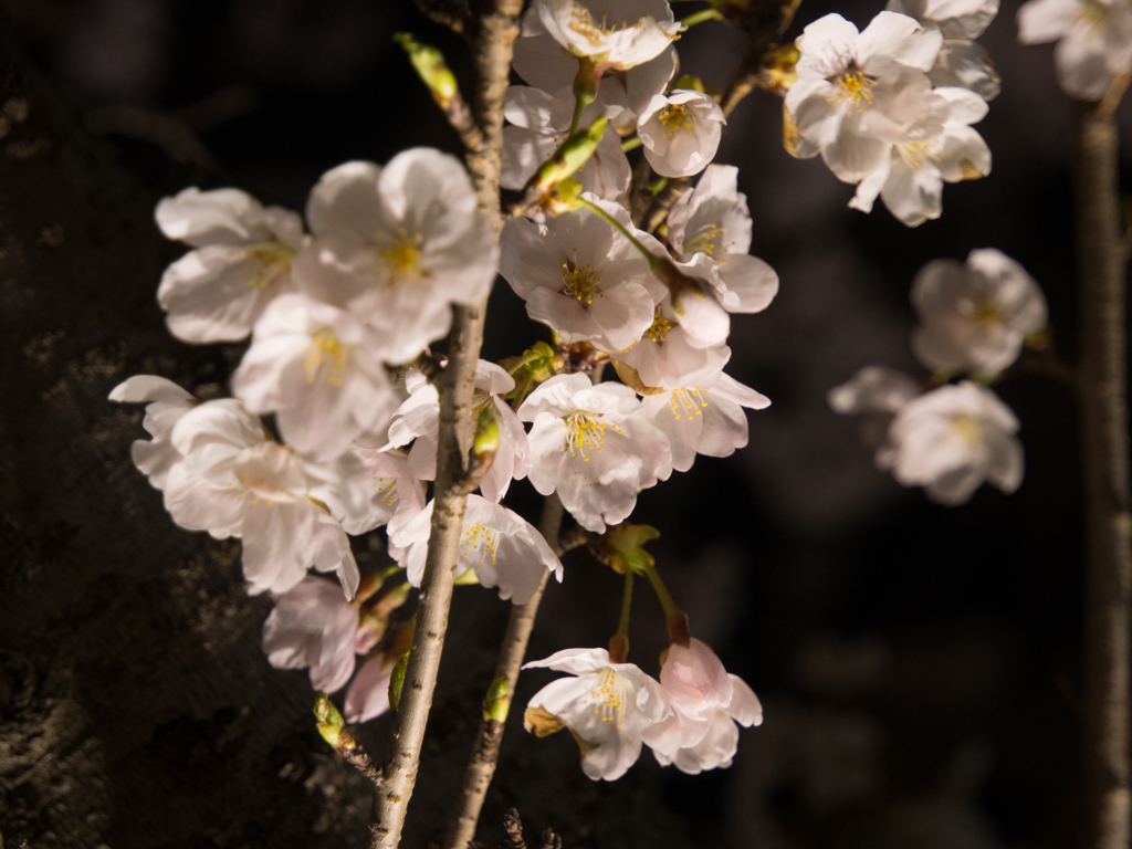 水戸の桜まつり 千波湖畔の桜ライトアップ