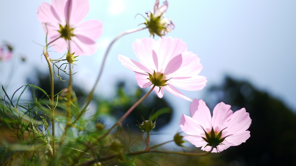 秋桜