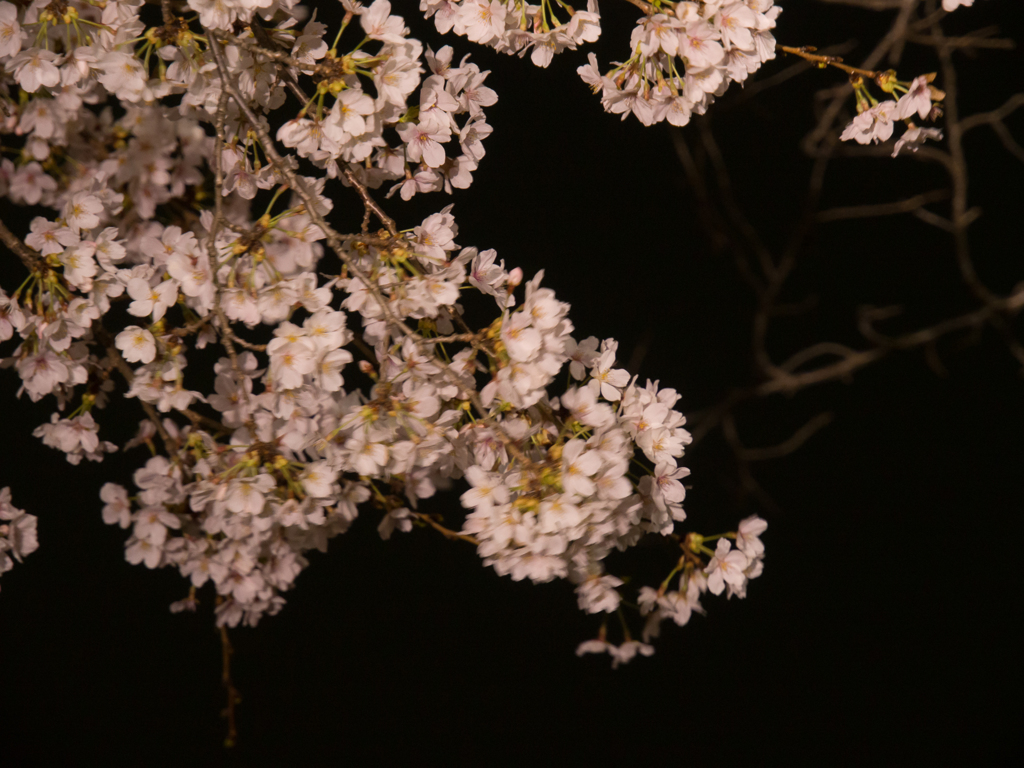 水戸の桜まつり 千波湖畔の桜ライトアップ