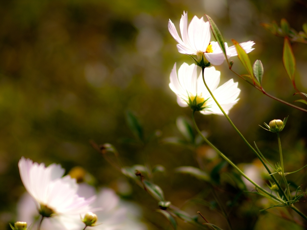 秋桜