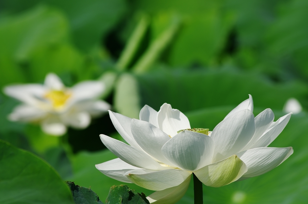 a lotus flower 