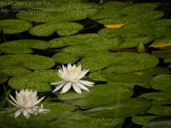 a water lily