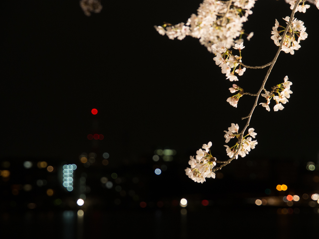 水戸の桜まつり 千波湖畔の桜ライトアップ