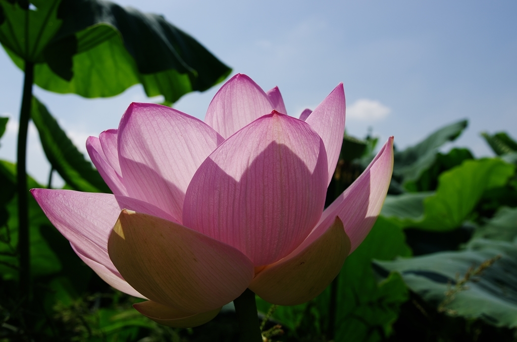 a lotus flower 