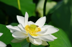 a lotus flower 