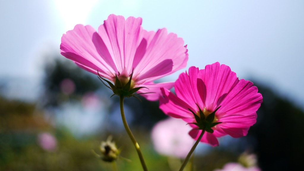 秋桜