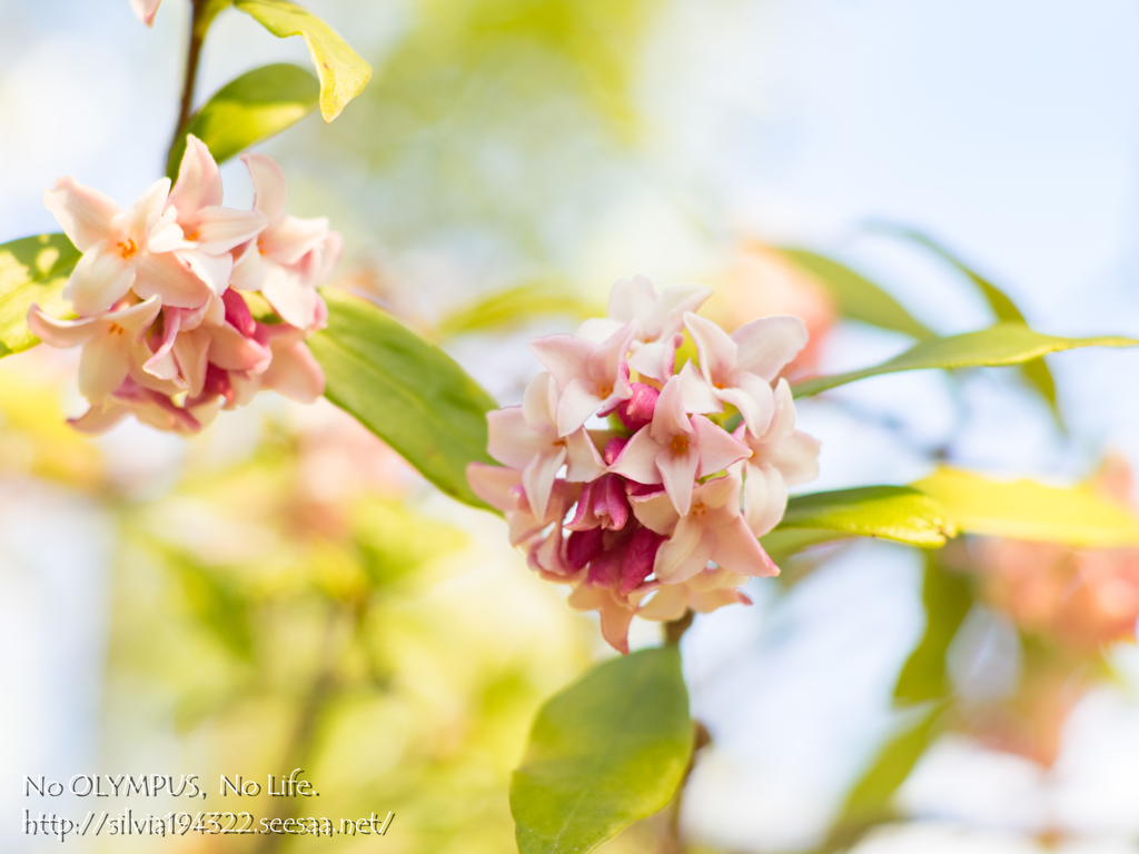 沈丁花