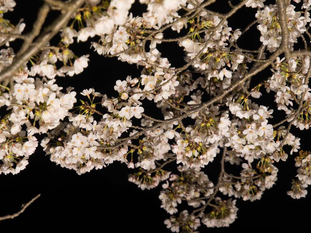 水戸の桜まつり 千波湖畔の桜ライトアップ