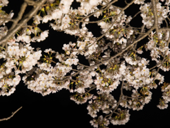 水戸の桜まつり 千波湖畔の桜ライトアップ