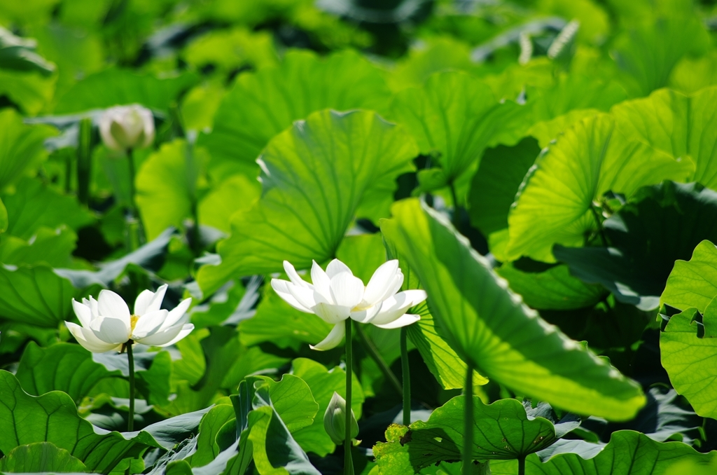 a lotus flower 