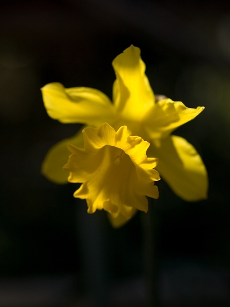 何の花？