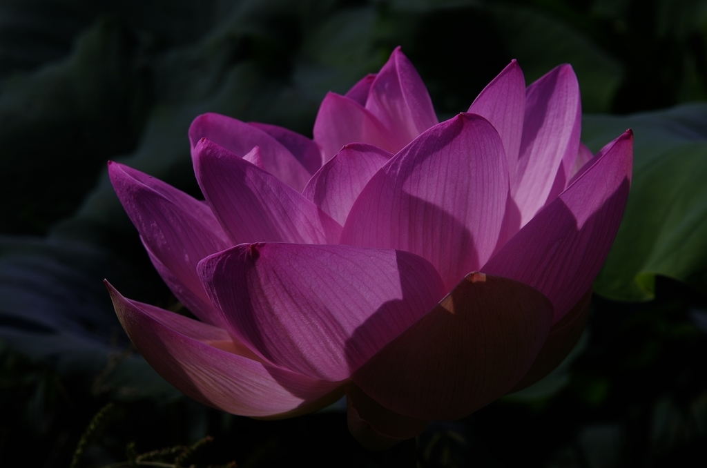 a lotus flower 