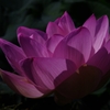 a lotus flower 