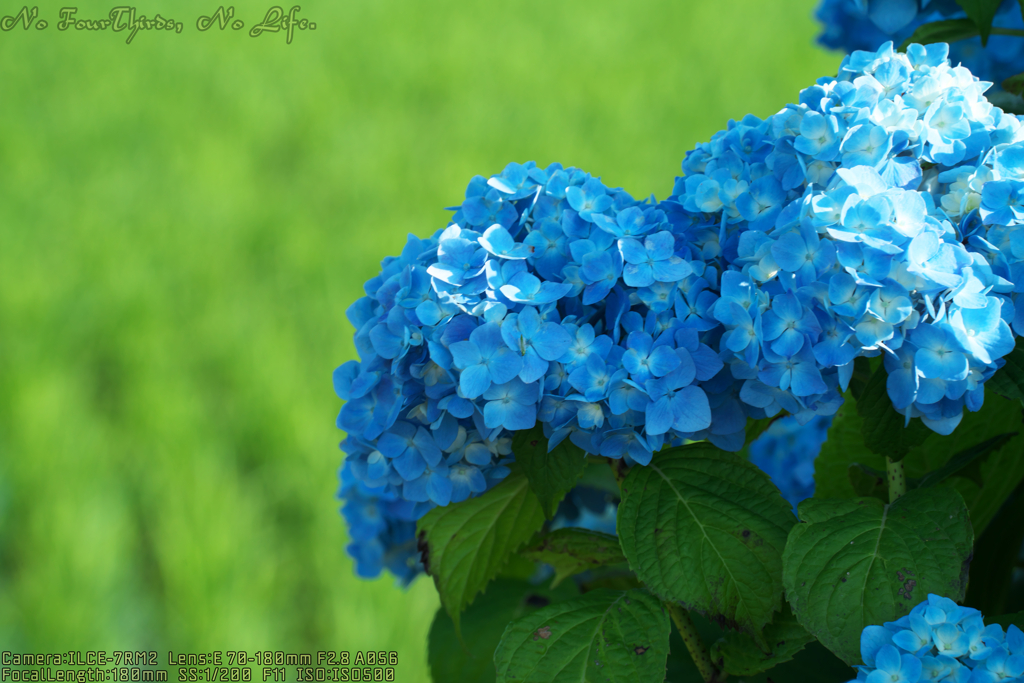 Hydrangea