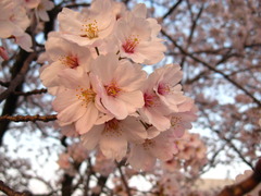 夕日桜