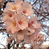 夕日桜