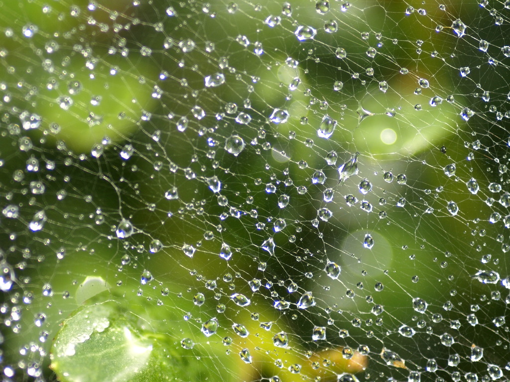 WET WEB