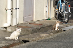 鎮座まします狛猫ちゃん♪