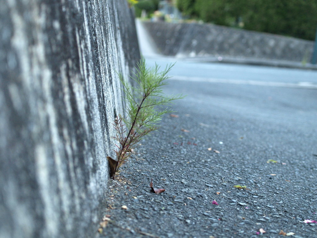 ど根性