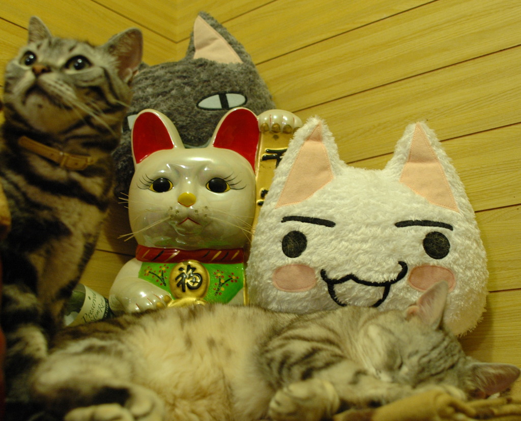猫まみれ♪