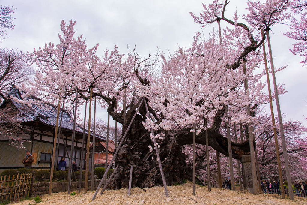 悠久の桜