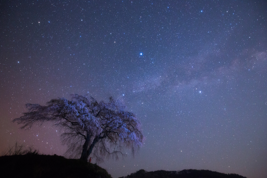 夢見桜、再び