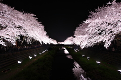 輝く桜並木