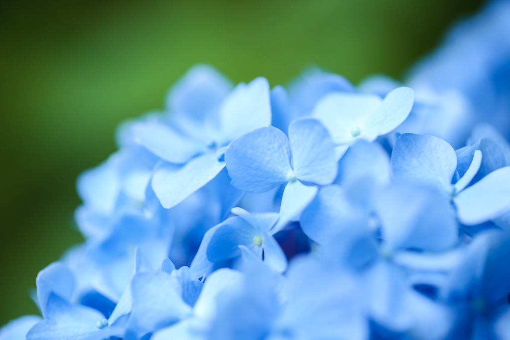 空色の装飾花