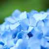 空色の装飾花