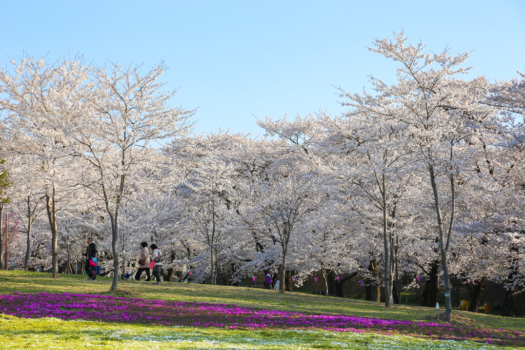 千本桜の朝