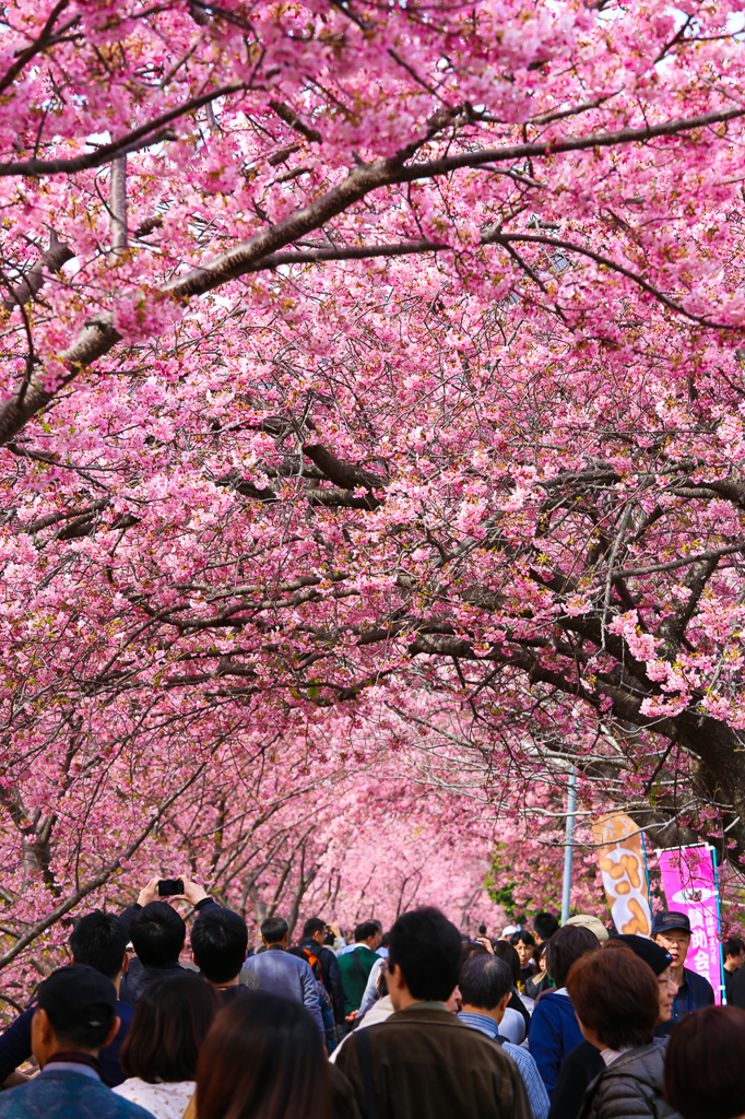 ２月の桜街道