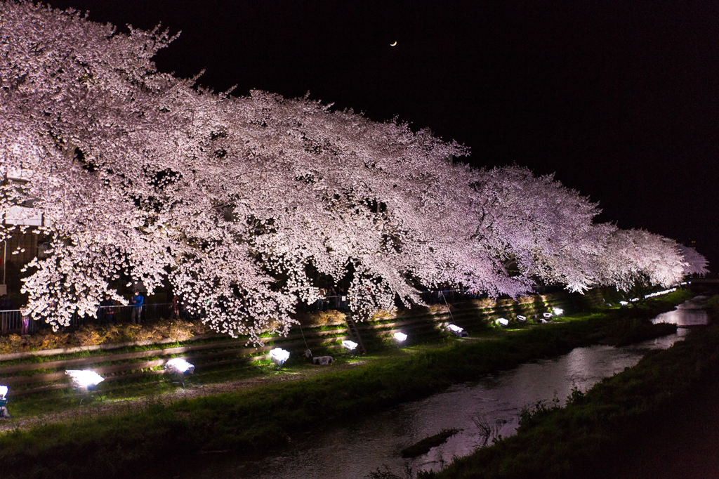 輝く桜並木