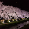 輝く桜並木