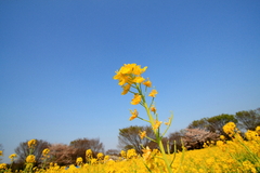 菜の花