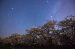 千本桜の空に輝く