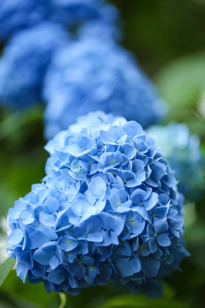 紫陽花の気持ち
