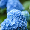 紫陽花の気持ち