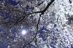 夜桜に灯る