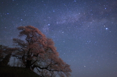 夢見桜