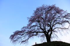 一本桜の下で