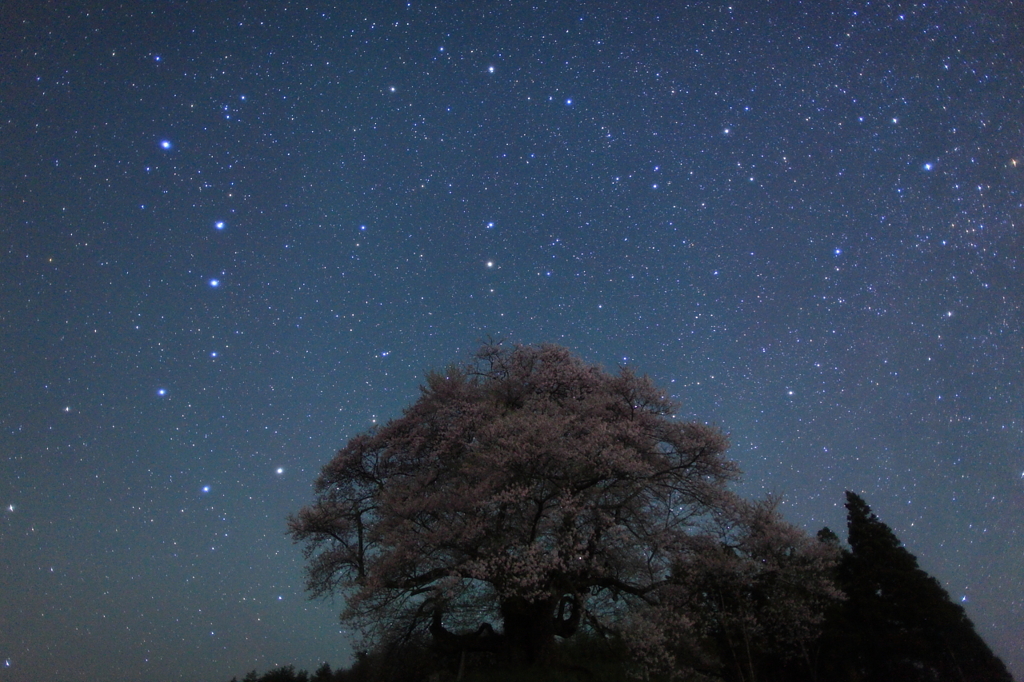 孤高の桜