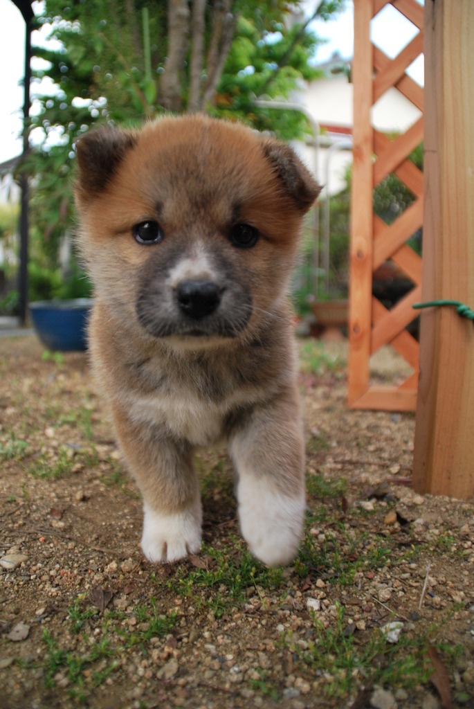 子犬