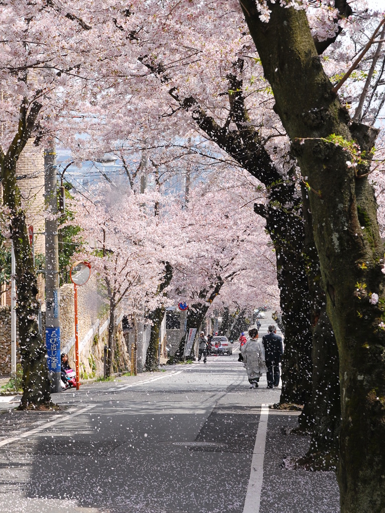 桜吹雪過ぎ!!