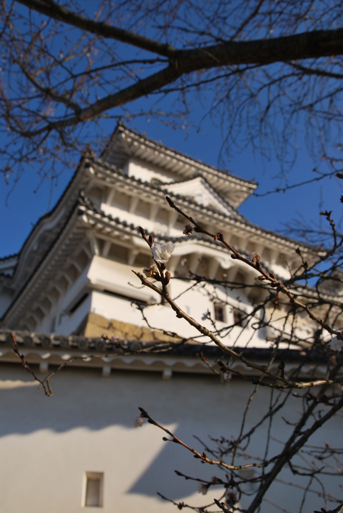 姫路城と桜